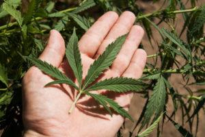 Men Hand Holds Cannabis Leaf — Waukegan, IL — Daniels, Long & Pinsel, LLC